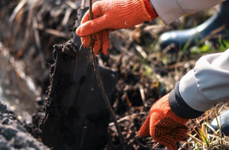 Why Environmental Compliance Matters in Cape Coral Land Clearing